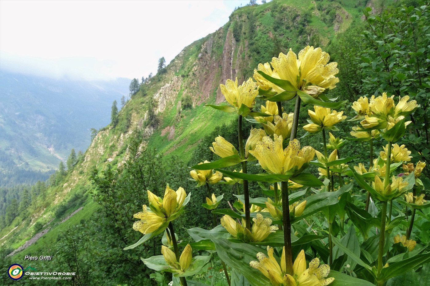 82 Genziana maggiore (Gentiana lutea).JPG